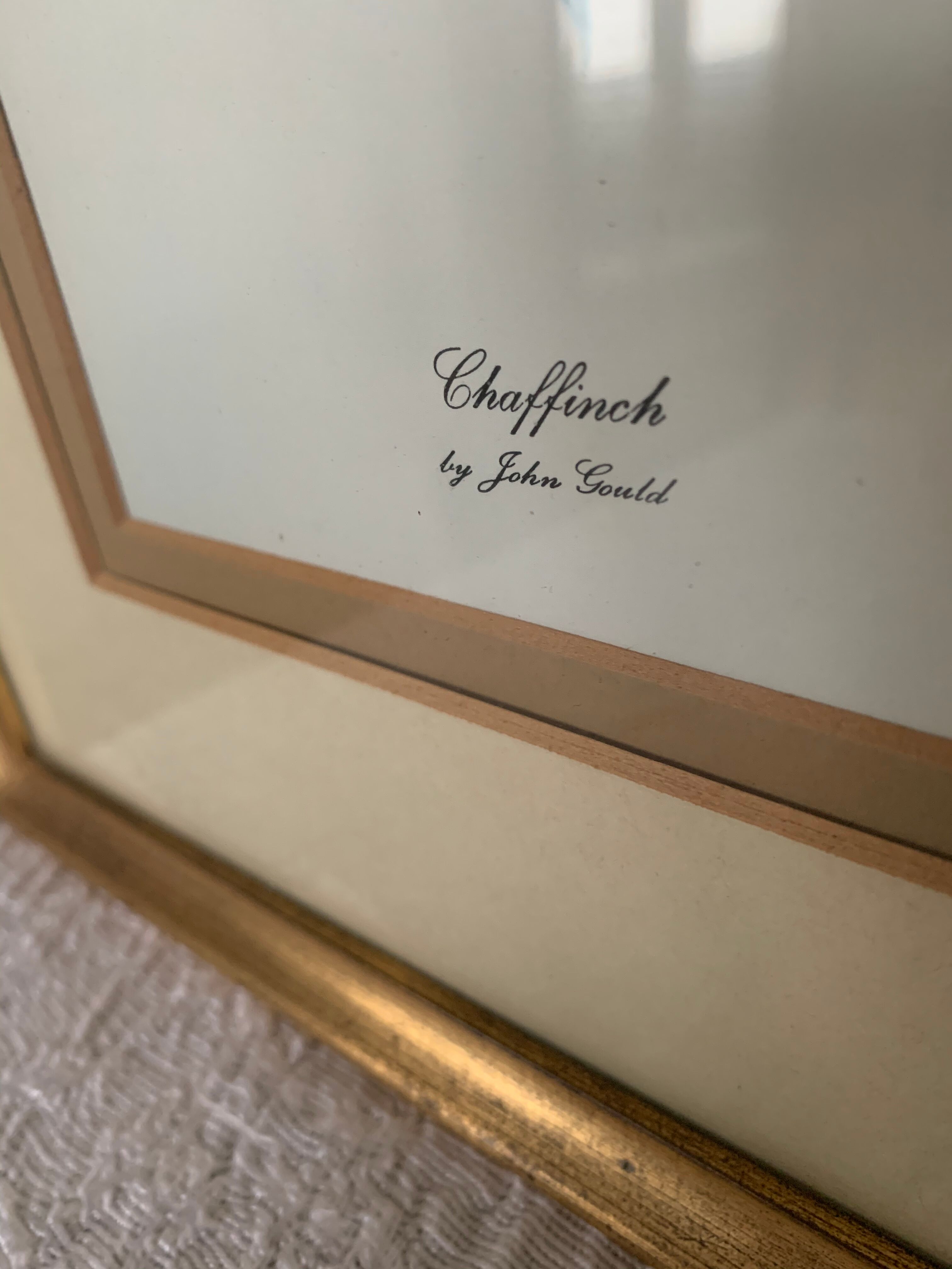 2 old John Gould illustrations