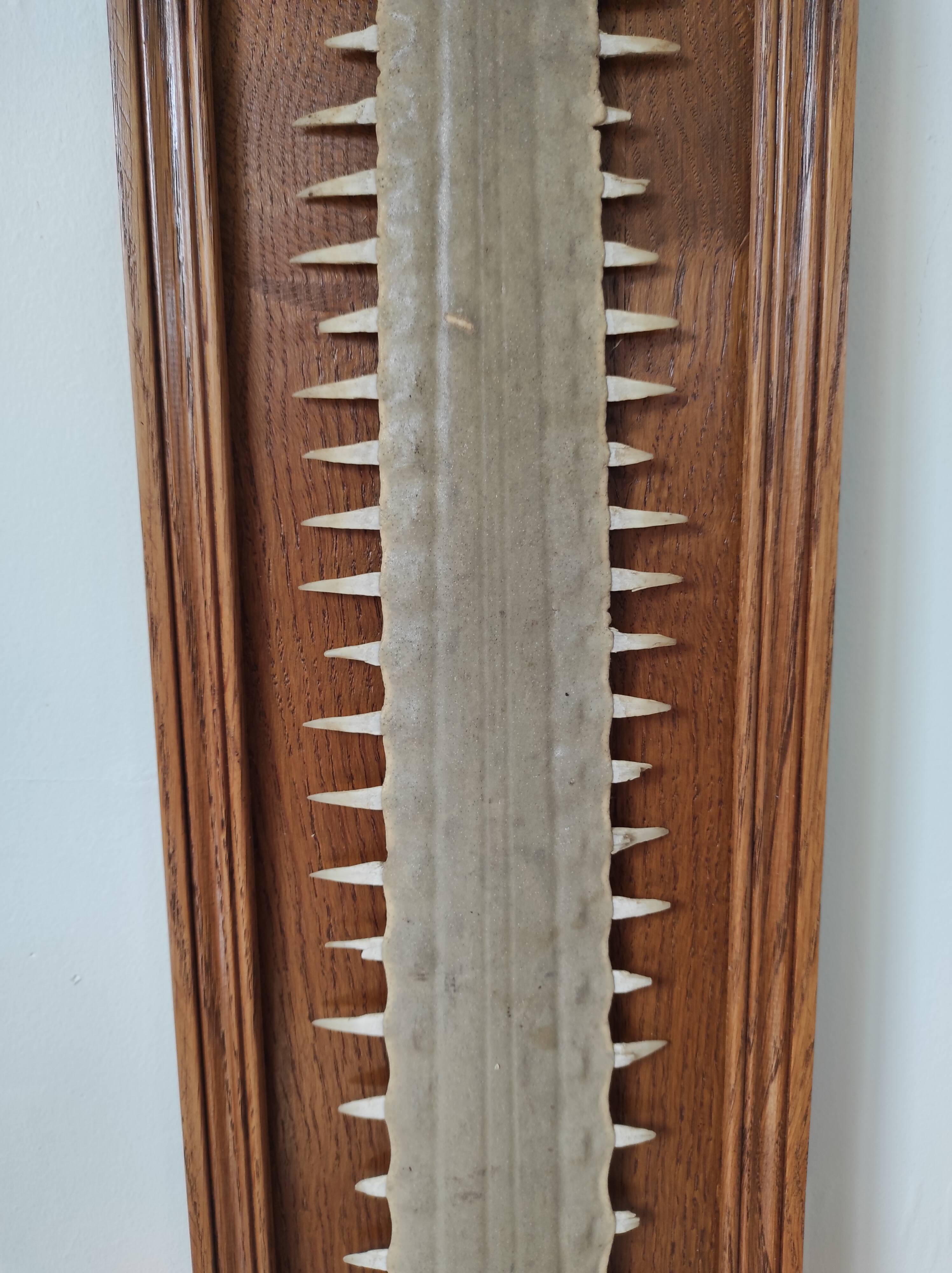 Sawfish rostrum