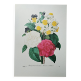 Original illustrated plate Bouquet of camellias, daffodils and pansies