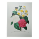 Original illustrated plate Bouquet of camellias, daffodils and pansies