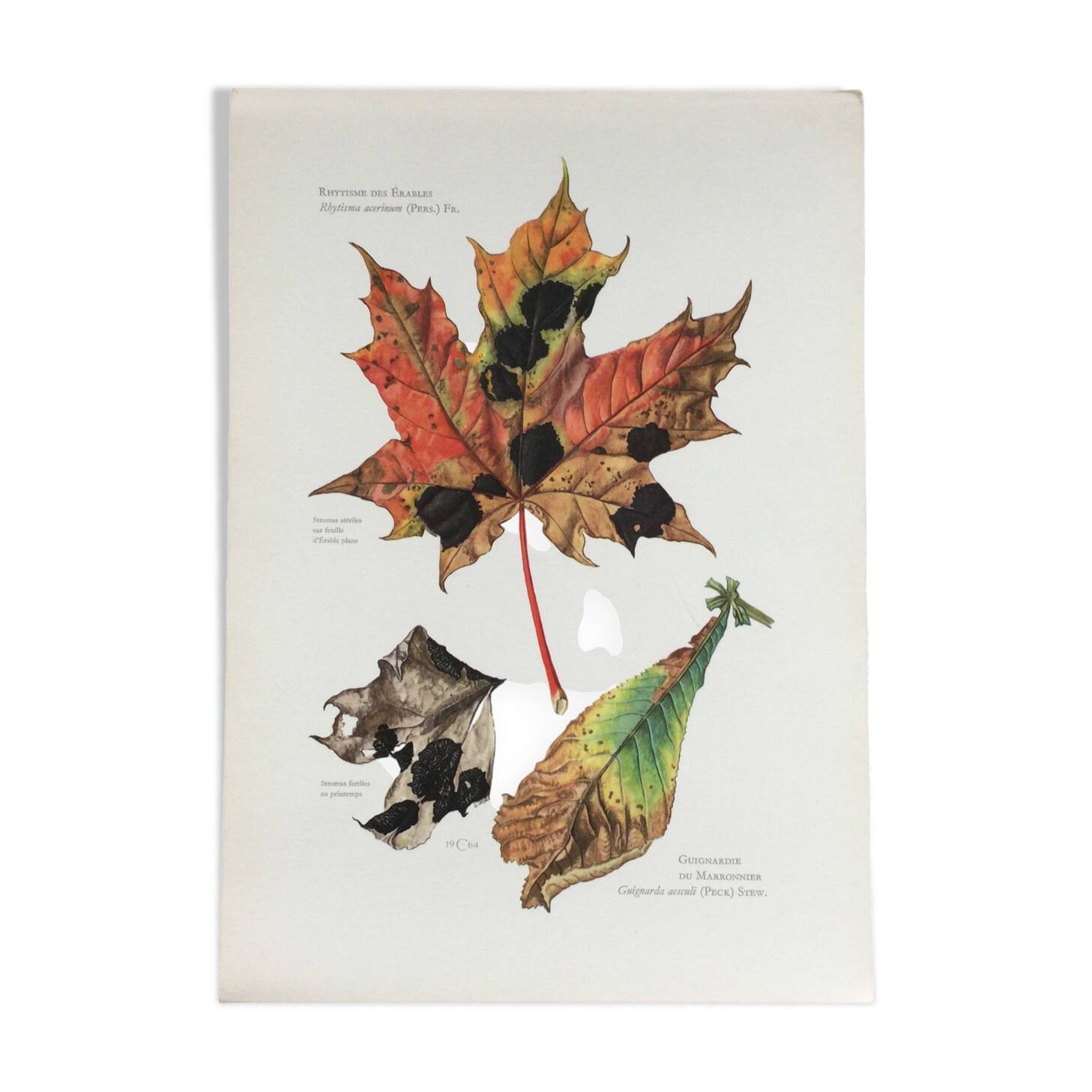 Botanical Illustration Mushrooms Rhythm Vintage Print 60s