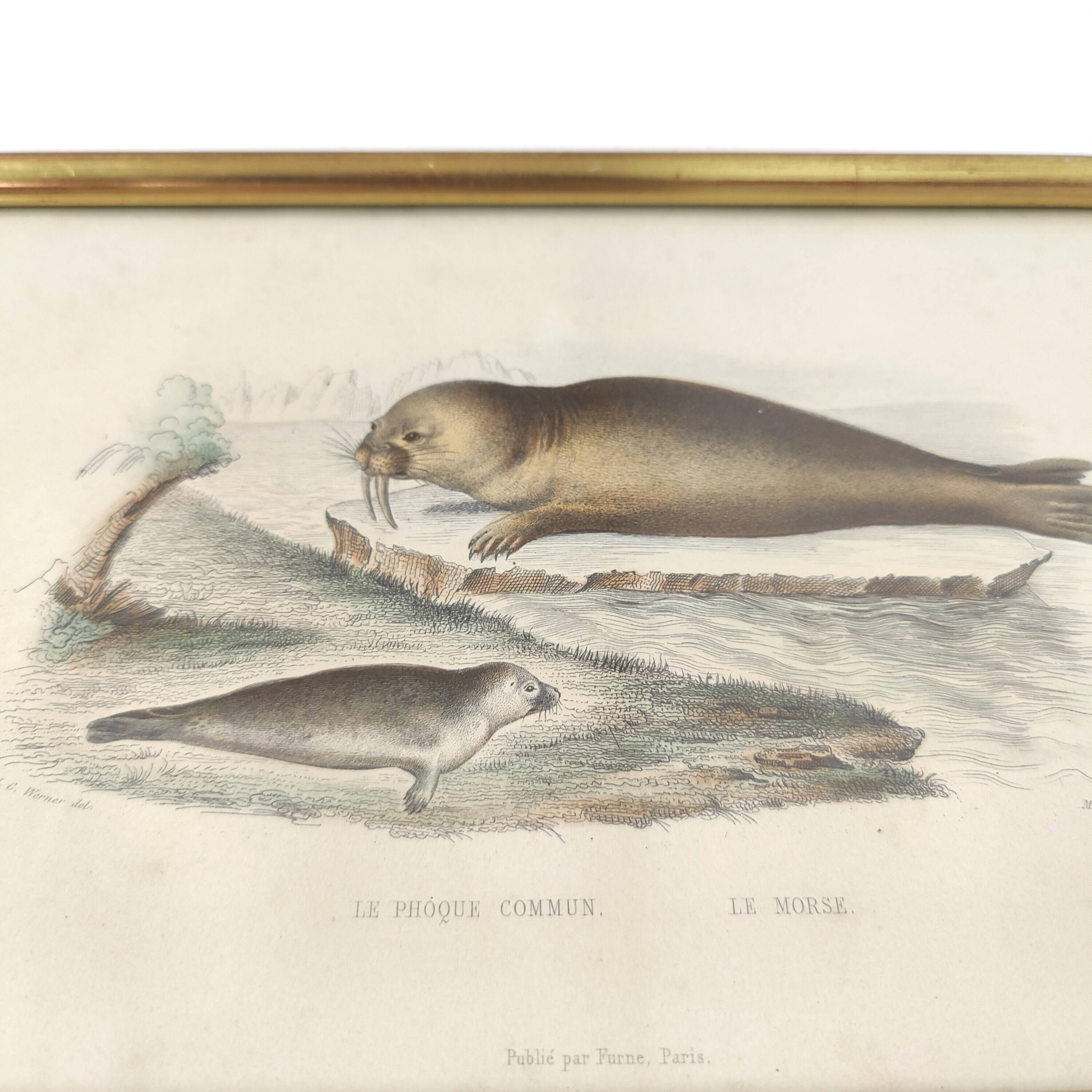 Zoological board engraving Buffon seal & walrus gilded wood frame