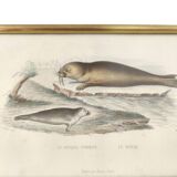 Planche zoologique gravure Buffon phoque & morse cadre bois doré