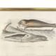 Zoological board engraving Buffon seal & walrus gilded wood frame