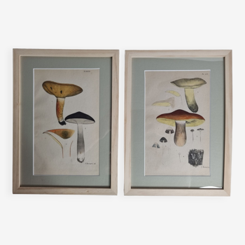 Two old engravings of watercolor mushrooms nineteenth century after G. Bernard