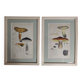 Deux anciennes gravures de champignons aquarellées XIXème siècle d'après G. Bernard