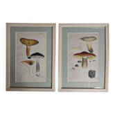Two old engravings of watercolor mushrooms nineteenth century after G. Bernard