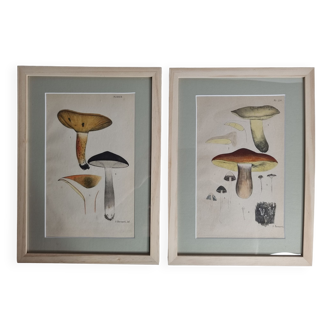 Two old engravings of watercolor mushrooms nineteenth century after G. Bernard