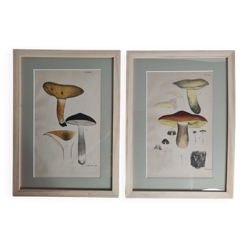 Two old engravings of watercolor mushrooms nineteenth century after G. Bernard