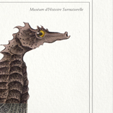 Lithograph chimeric engraving animal - the cariapocampus