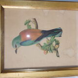 Bird frame