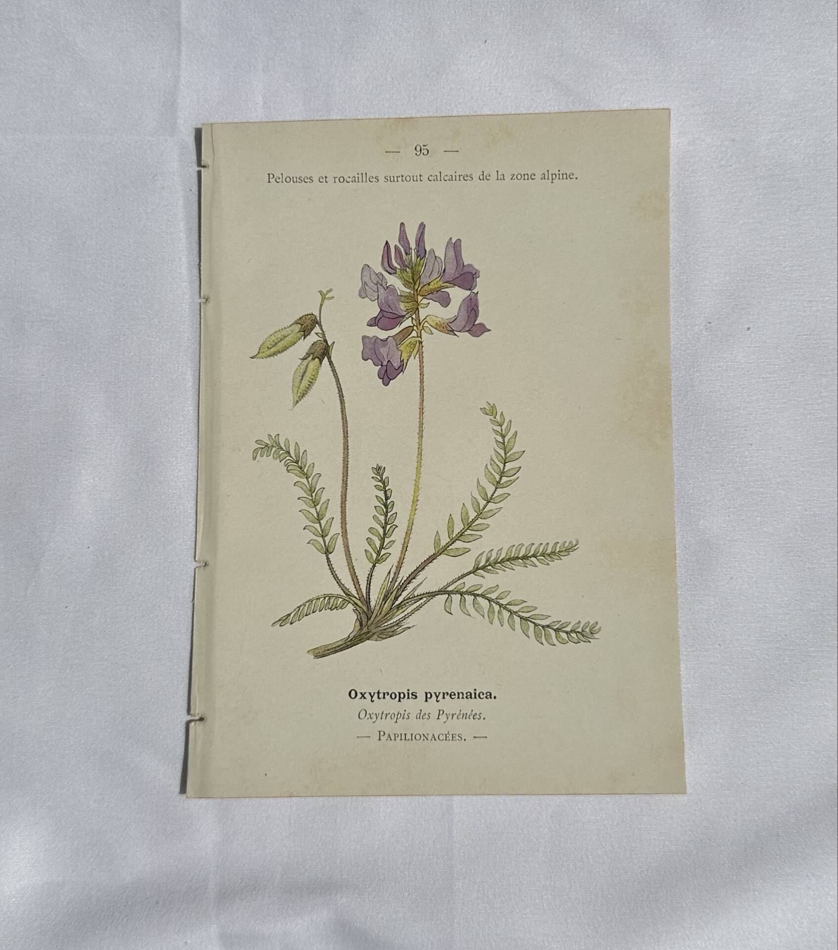 Gravure Botanique Ancienne XIXe – Lithographies Naturalistes  Fleurs