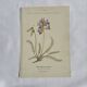 Gravure Botanique Ancienne XIXe – Lithographies Naturalistes  Fleurs