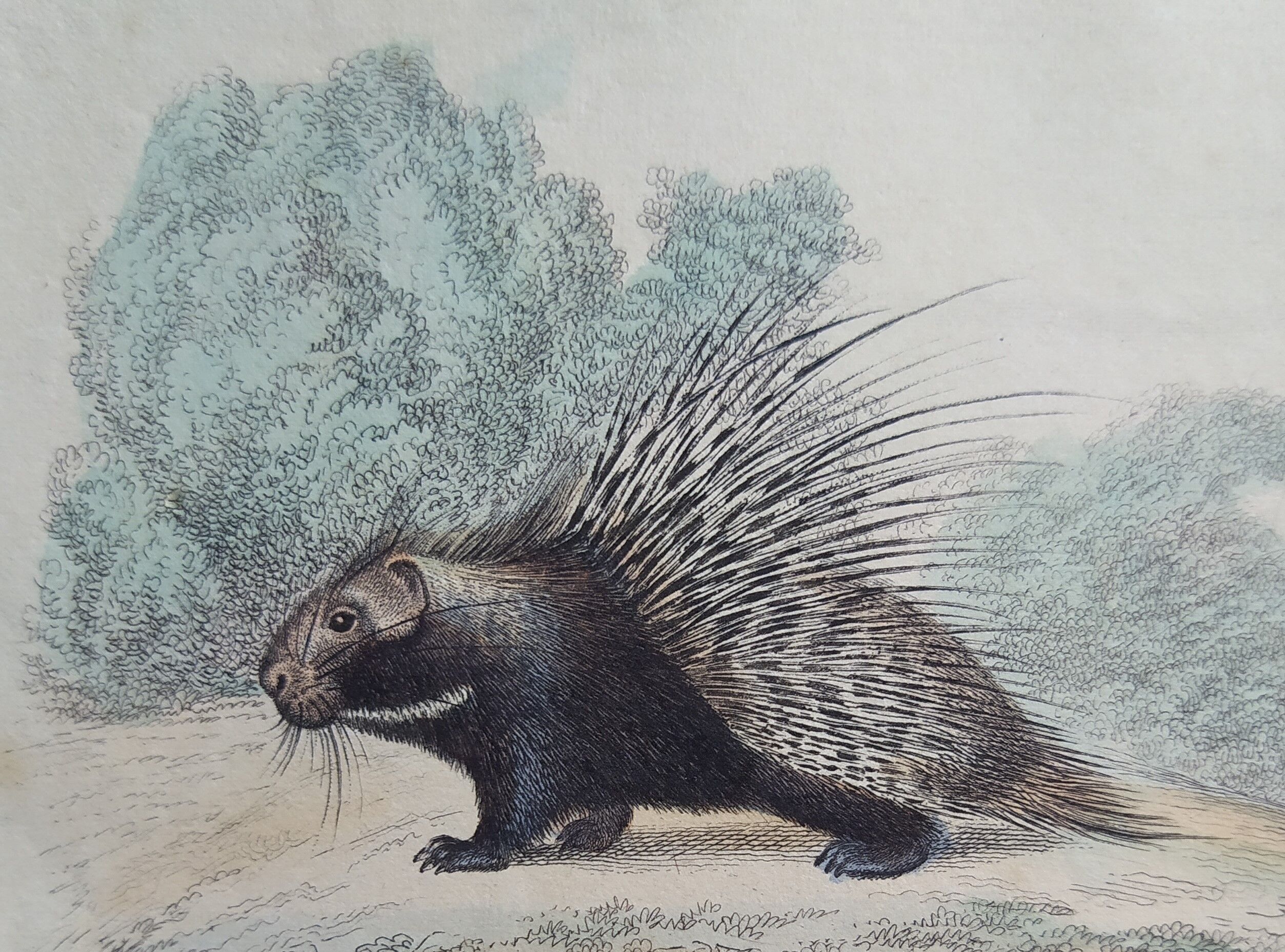 Original zoological board " Porc-Epic - Urson - Tapir " Buffon 1838