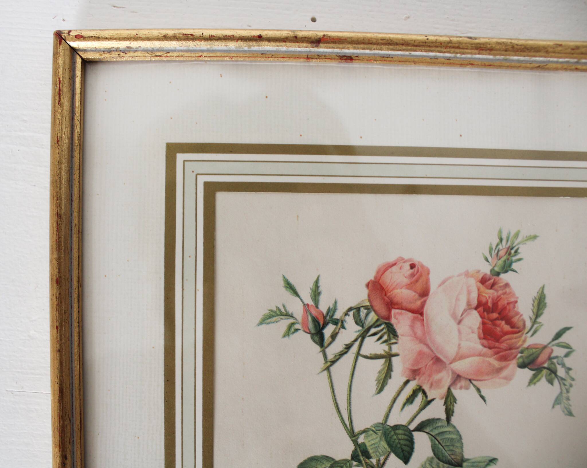 Golden frame botanical illustration