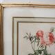 Golden frame botanical illustration