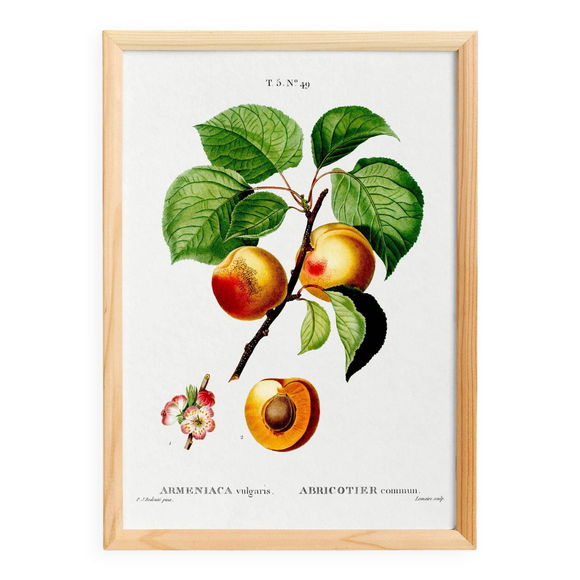 Vintage poster about an apricot tree, based on an engraving from 1802
