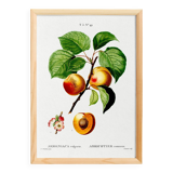Vintage poster about an apricot tree, based on an engraving from 1802