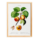 Vintage poster about an apricot tree, based on an engraving from 1802