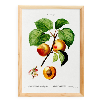 Vintage poster about an apricot tree, based on an engraving from 1802