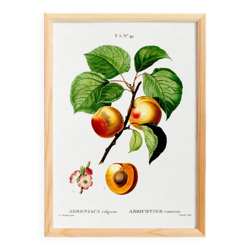 Affiche vintage sur l'abricotier, d’après une gravure de 1802