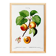 Vintage poster about an apricot tree, based on an engraving from 1802
