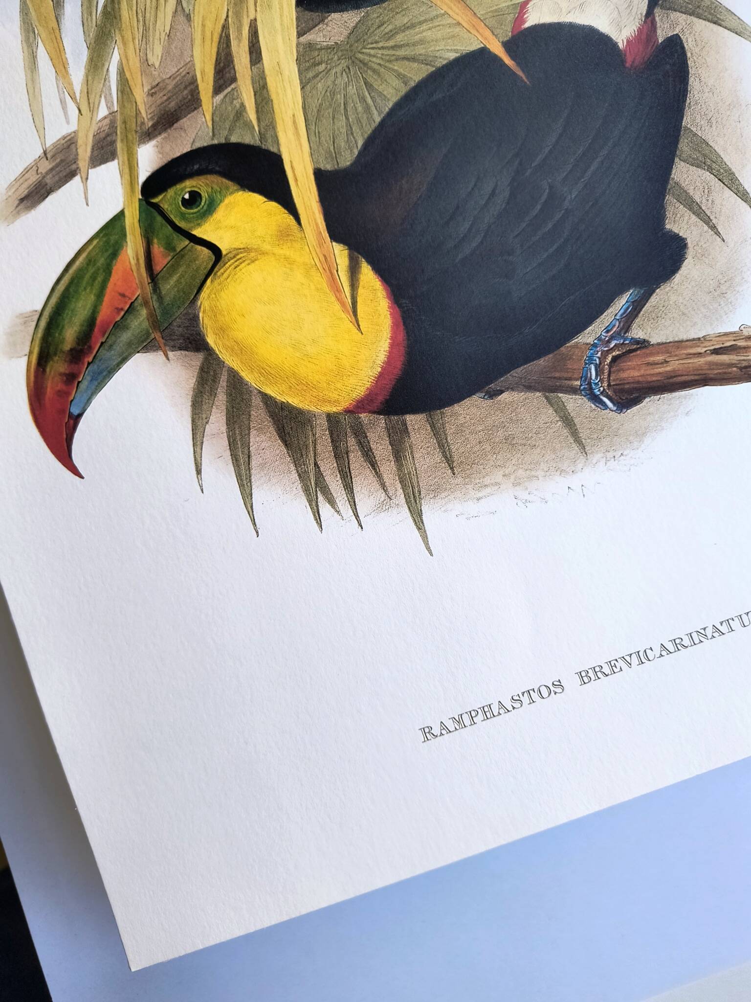 Illustration. Keel-billed Toucan by J. Gould – 33x49 cm – Antique bird print