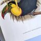 Illustration. Keel-billed Toucan by J. Gould – 33x49 cm – Antique bird print