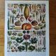 Lithographie originale sur les légumes