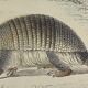 Original zoological board "tatou - cachicame - antelier tamanoir - unau " buffon 1838