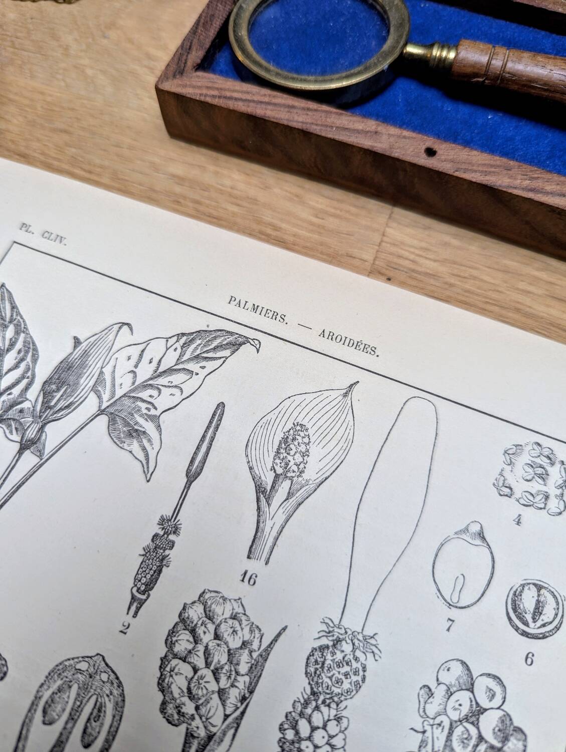 Printed in 1889, Palms and Aroideae. Old botanical plate.