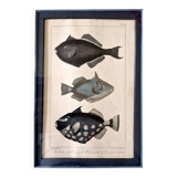 Gravure en couleurs par C. Motte, d'après Paul Louis Oudart (1796-1850), "Poissons"