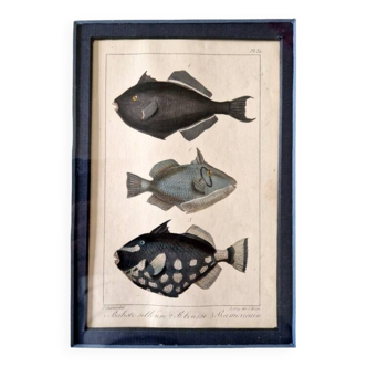 Gravure en couleurs par C. Motte, d'après Paul Louis Oudart (1796-1850), "Poissons"