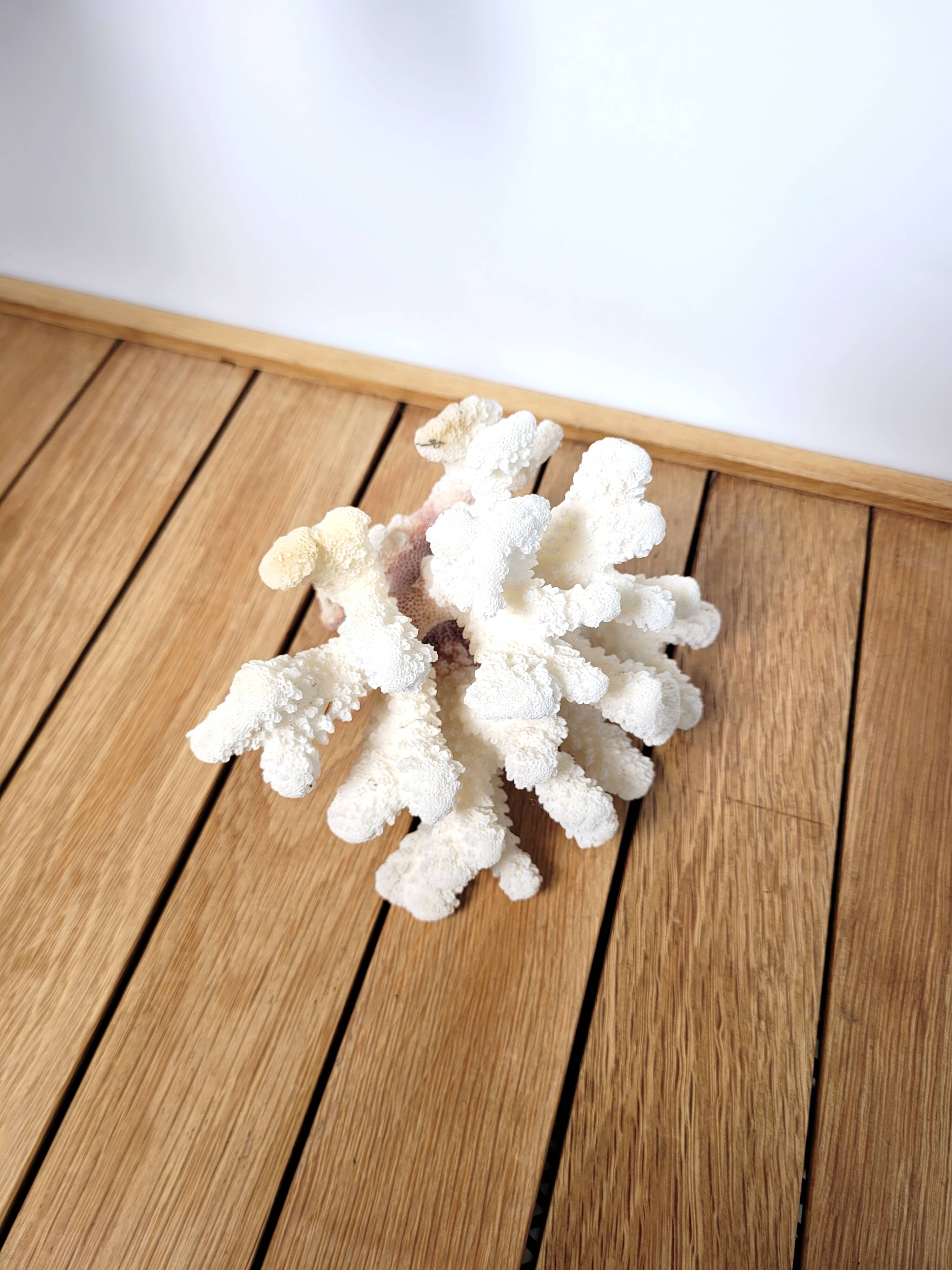 Curiosity white coral branch 17cm