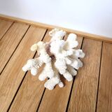 Curiosity white coral branch 17cm
