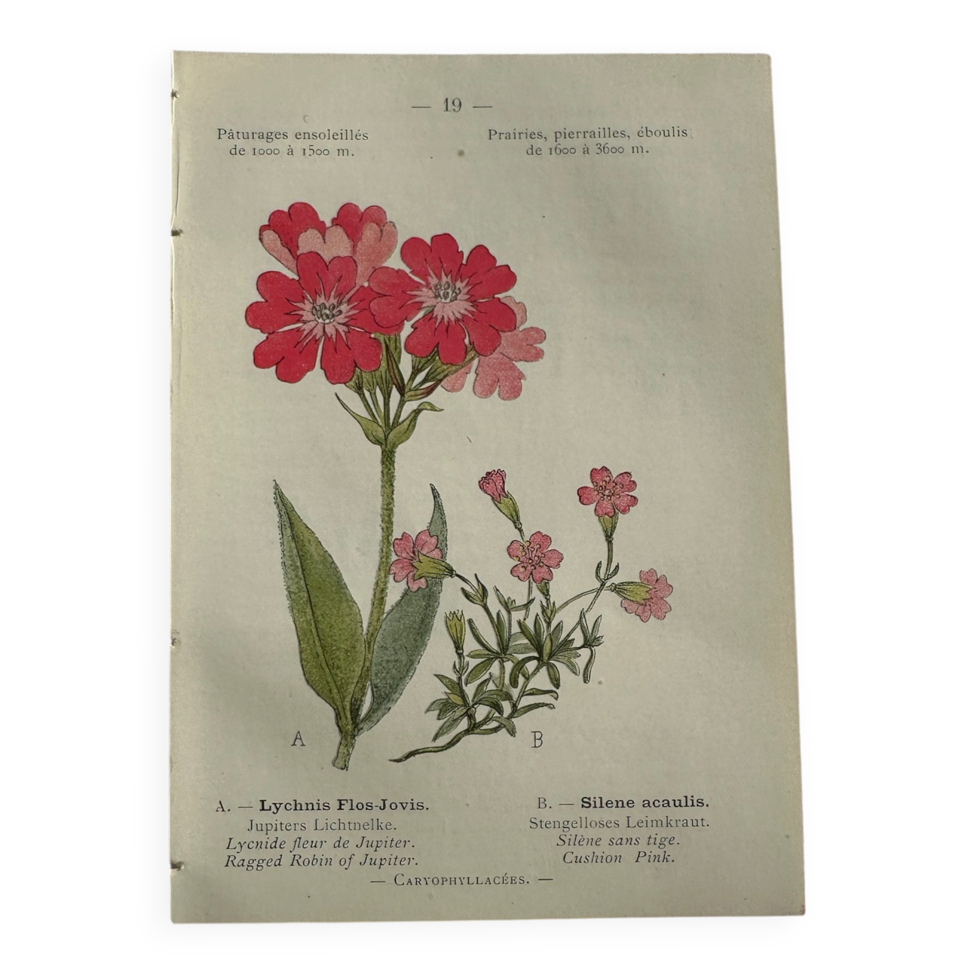 Naturalist Plate – 19th Century Botanical Engraving, Double-Sided