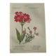 Naturalist Plate – 19th Century Botanical Engraving, Double-Sided