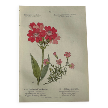 Naturalist Plate – 19th Century Botanical Engraving, Double-Sided