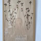 Framed herbarium boards, 1900s