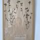 Framed herbarium boards, 1900s