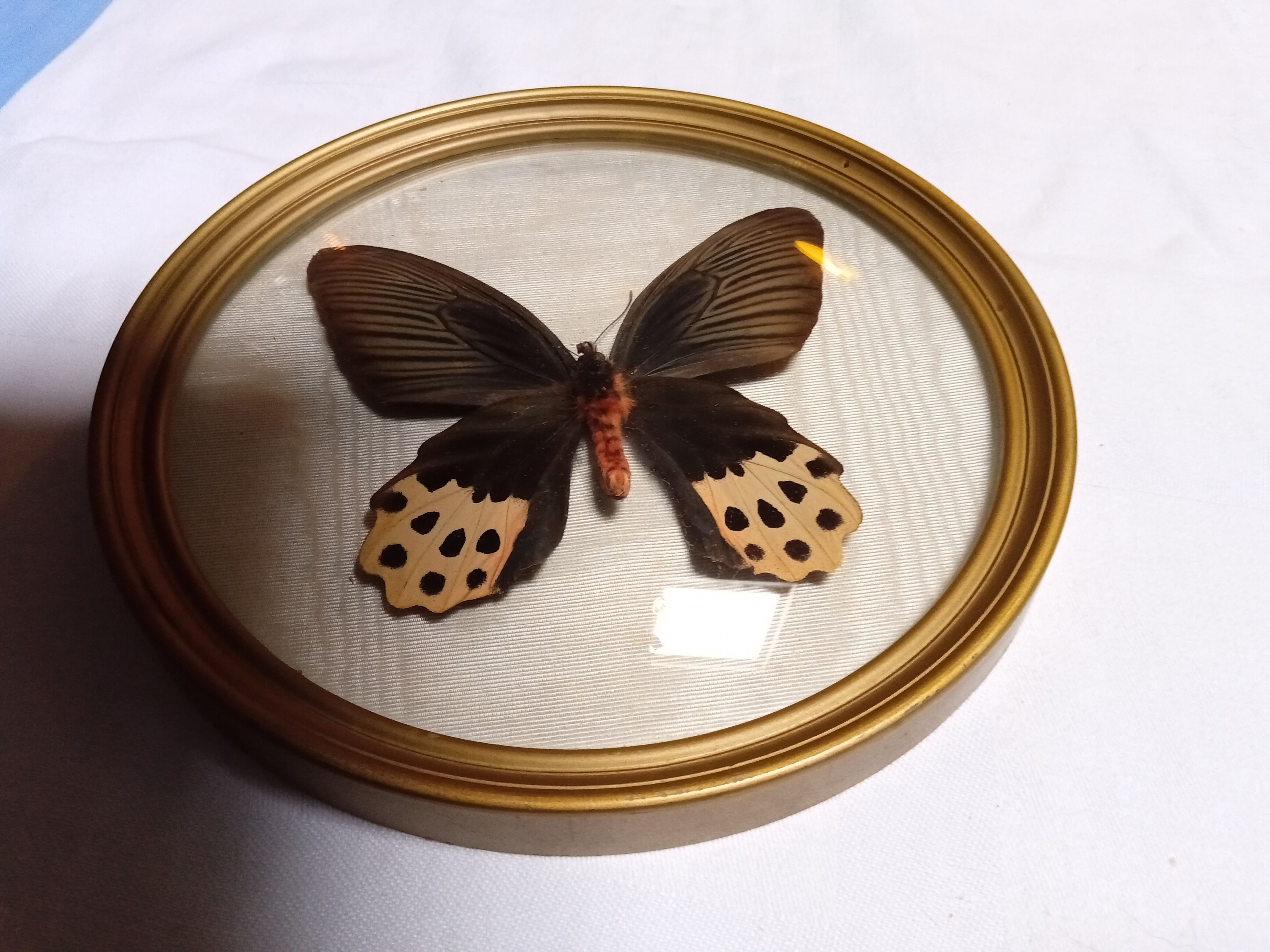 True butterfly frame