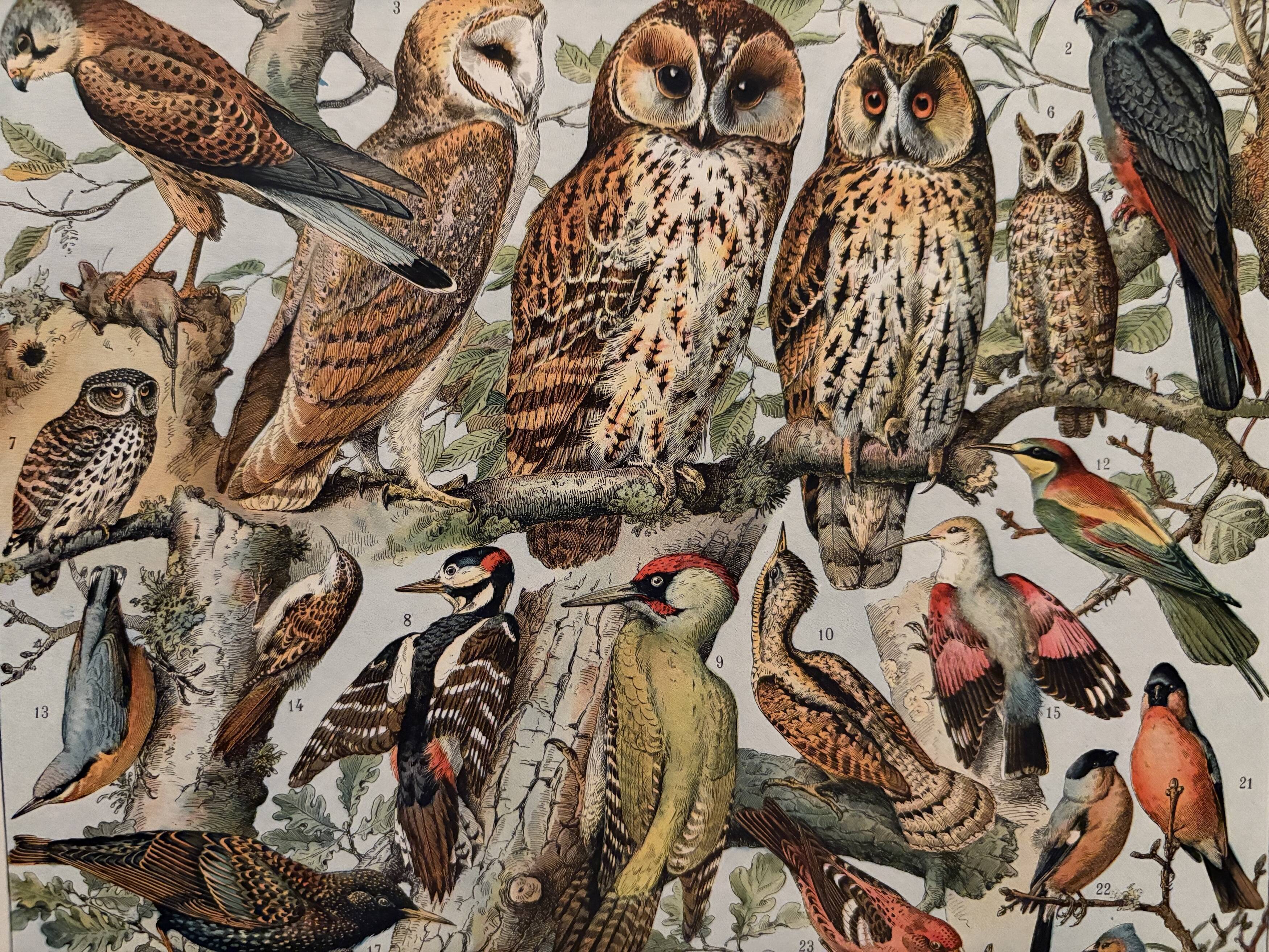 Planche illustrée vintage sur les oiseaux utiles (cresserelle) - 1910