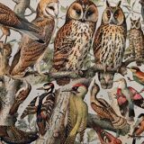 Planche illustrée vintage sur les oiseaux utiles (cresserelle) - 1910