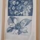 Framed botanical cyanotype tableau