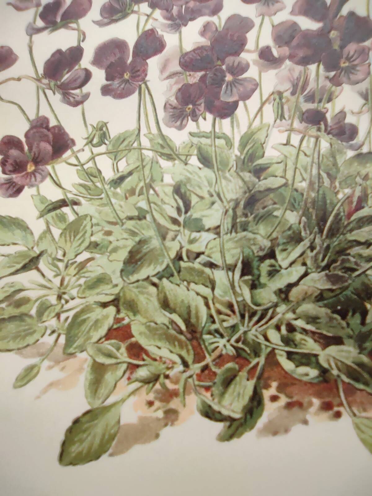 Affiche botanique ancienne - Viola - Gravure de fleur 1899 vintage