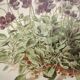 Affiche botanique ancienne - Viola - Gravure de fleur 1899 vintage