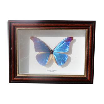 Butterfly under glass