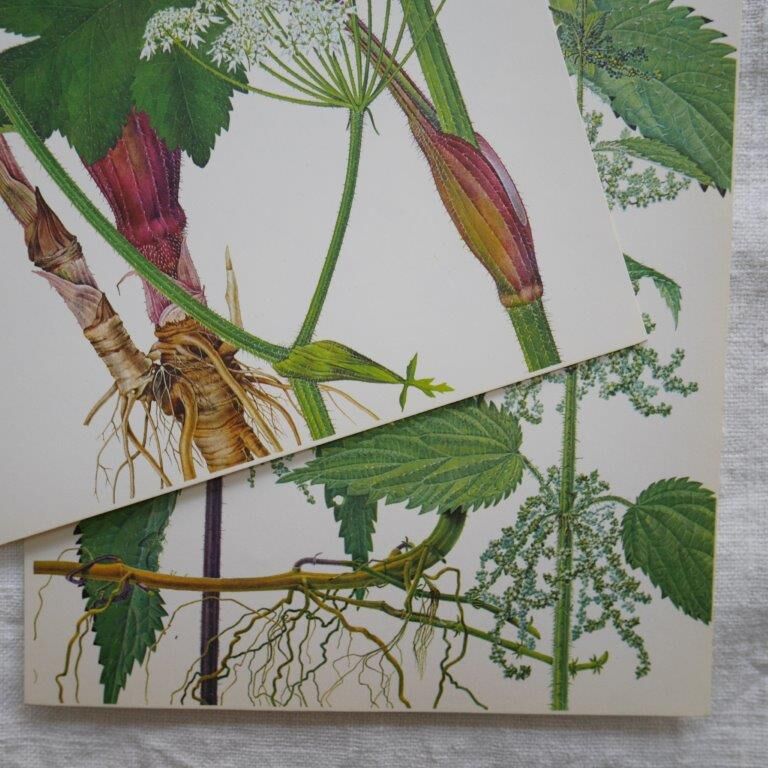 Set of 2 botanical boards Geigy