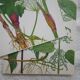 Set of 2 botanical boards Geigy