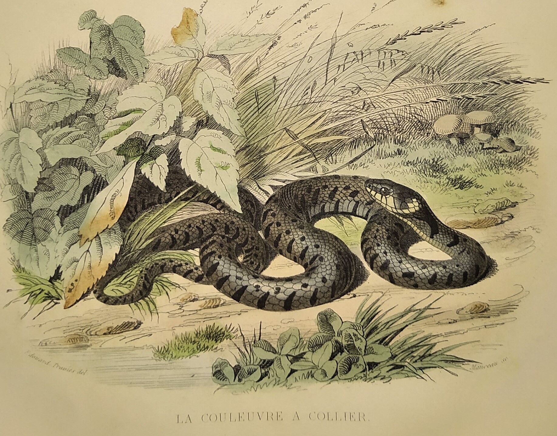 Original zoological plate of 1839 "saurian" the vipere spearhead &.....